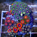 Zoanthus Coral Combo Rock (click for more detail)