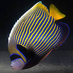 Emperor Angelfish - Adult, 7 (click for more detail)