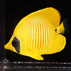 Golden Semilarvatus Butterflyfish, 2.5 (click for more detail)
