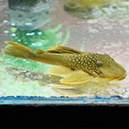 Green Phantom (L-200) Plecostomus, 4.75 (click for more detail)