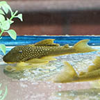 Green Phantom (L-200) Plecostomus, 5.75 (click for more detail)