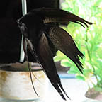 Black Lace Angel, 5 (click for more detail)