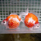 Crown Pearlscale Goldfish Pair, 4.5 (click for more detail)