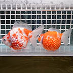 Crown Pearlscale Goldfish Pair, 4.5 (click for more detail)