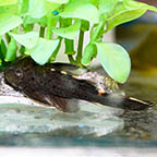 Redfin Blackspot (L-091) Plecostomus, 2.75 (click for more detail)