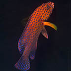 Miniatus Grouper, 5.5 (click for more detail)