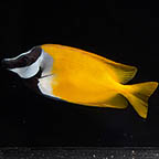 Foxface Lo, 5.5 (click for more detail)