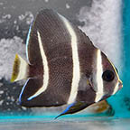 French Angelfish, 2.25