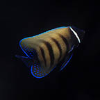 Six Bar Angelfish, 4 (click for more detail)