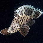 Panther Grouper, 6 (click for more detail)