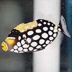 Clown Triggerfish, 3 (click for more detail)