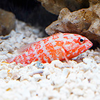 Red Flag Grouper (click for more detail)