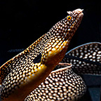 West African Dragon Moray Eel (click for more detail)