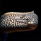 West African Dragon Moray Eel (click for more detail)