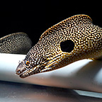 West African Dragon Moray Eel (click for more detail)