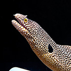 West African Dragon Moray Eel (click for more detail)