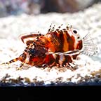 Fu Manchu Lionfish (click for more detail)