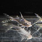 Spotted Pictus Catfish (click for more detail)