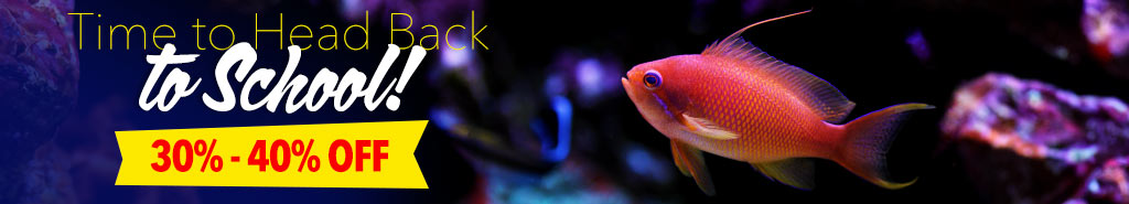 Sri Lankan Aquatic Life Back in Stock