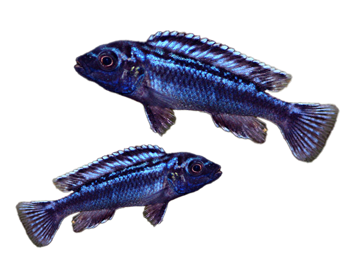 African Cichlids