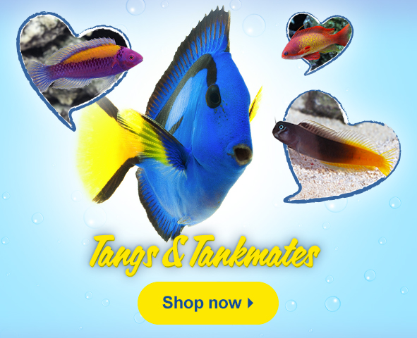 https://www.liveaquaria.com/images/homepage/010724_HMP_Tangs_and_Tankmates_MOBILE.jpg