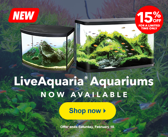 5 Live Aquarium Plants That Even a Beginner Can Care For