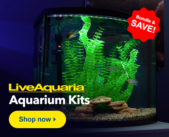 Aquarium, Setup, Fish & Supplies