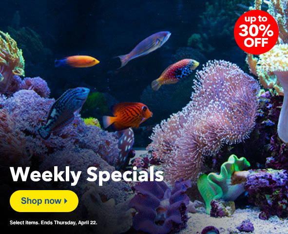 saltwater fish tank supplies near me