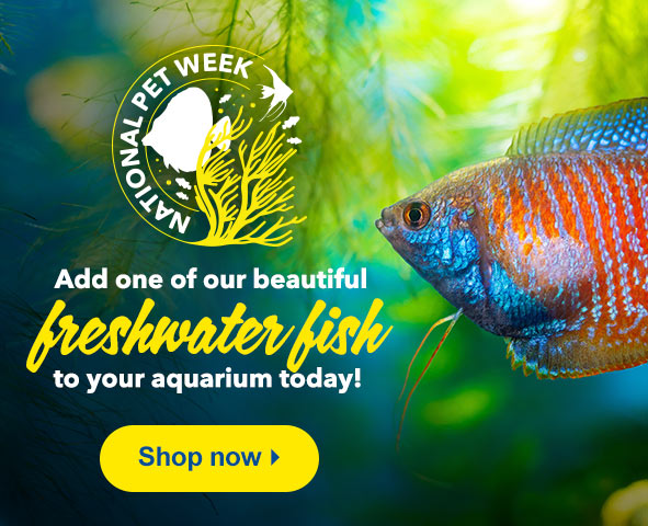 hoe vaak Beer zonde LiveAquaria | Quality Aquarium Fish, Supplies & Equipment