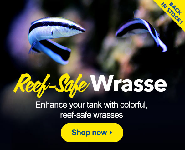 Get inspiration for your aquarium with these Reef-Safe Wrasses