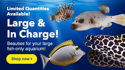 Begraafplaats wervelkolom hardop LiveAquaria | Quality Aquarium Fish, Supplies & Equipment