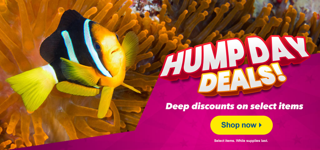 Hump Day Deals!