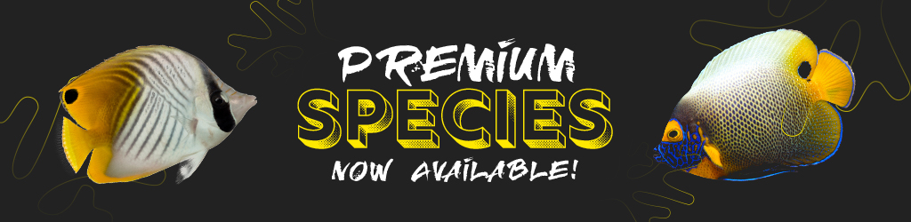 LiveAquaria® Black Friday Premium Species Now Available