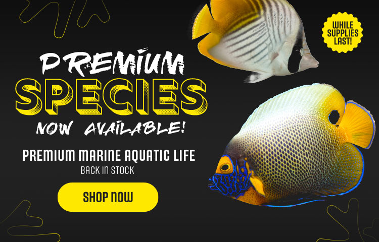 Premium Marine Aquatic Life Back in Stock