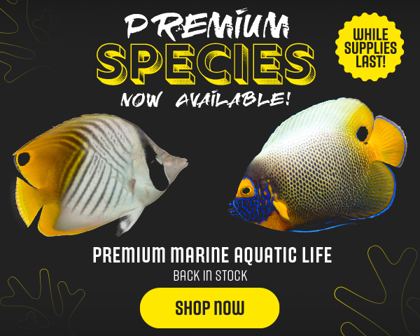 Premium Marine Aquatic Life Back in Stock