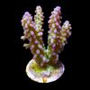 Pink and Green Acropora