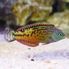 Blue Star Leopard Wrasse: Saltwater Aquarium Fish for Marine Aquariums