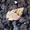 Nassarius Snail x10