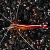 Scarlet Skunk Cleaner Shrimp x1