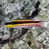 Paddlefin Wrasse (Rainbow or Cortez Rainbow Wrasse): Fish-Only ...