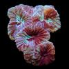 Coral Sample